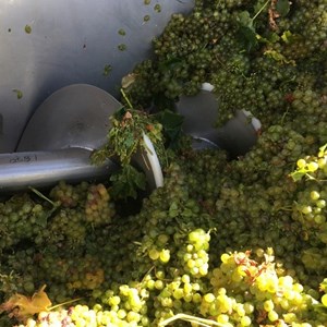 Raka - 2021 Sauvignon Blanc grapes in destemmer