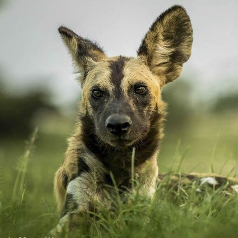 African Wild Dog Facts: Diet, Behavior, Habitat