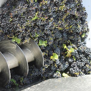 Meerlust Pinot Noir grapes into destemmer 2 - Feb 2013