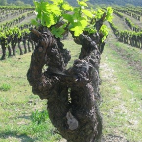 Domaine Grier - old bush vine .jpg