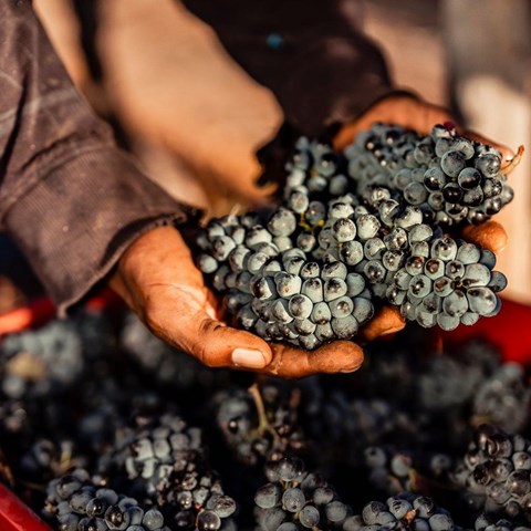 Why does Lettie hate Pinotage? - Vimarsana News