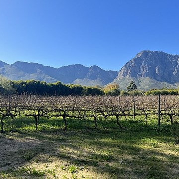 Winter in the Winelands at Mellasat