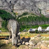 6 Amazing safari drives on wine farms in the Western Cape