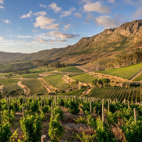 A drink lover’s guide to Cape Town | wine.co.za