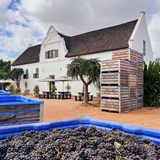 Groote Post 2023 wine grape harvest report