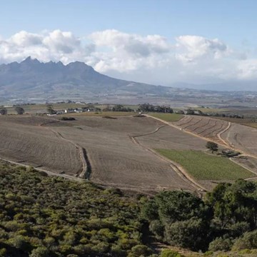 Wine growers on tip of Africa race to adapt to climate change