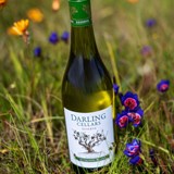 Wine of the Week: Darling Cellars Reserve Bushvine Sauvignon Blanc 2024