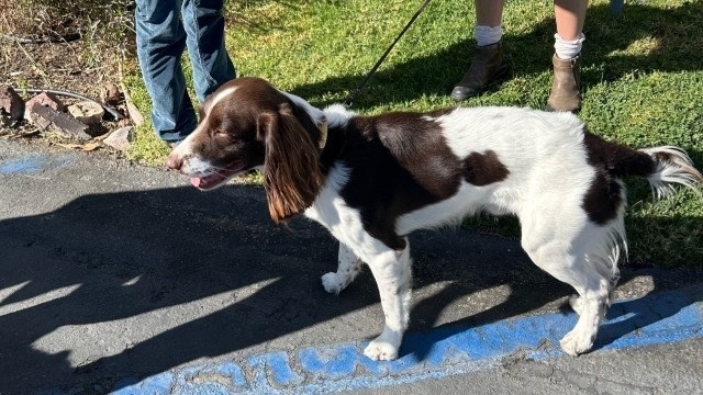 Pilot program brings in detector dogs to hunt for vine mealybug ...
