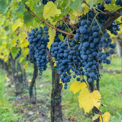 The enduring influence of French grape varieties | wine.co.za