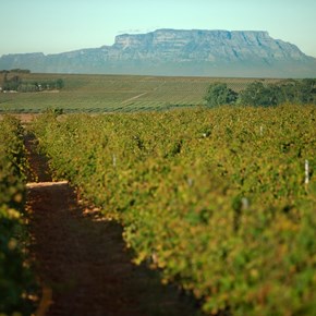 Villiera Vineyards with Table Mountain in the background