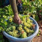 Darling Cellars has just finished harvesting the 2019 grapes