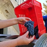 Harvest 2020 started for Mellasat Vineyards - White Pinotage