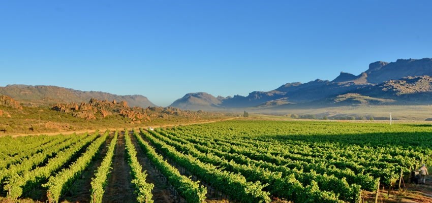 Printable Wine Guide